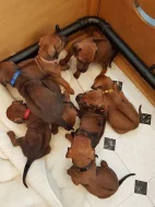 Rhodéský Ridgeback štěňata, s PP